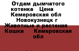 Отдам дымчатого котенка › Цена ­ 1 - Кемеровская обл., Новокузнецк г. Животные и растения » Кошки   . Кемеровская обл.